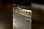 Gece sürprizi: İki ayı yavrusu kamerada