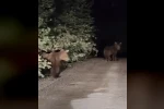 Gece yarısı ayılarla karşılaşan vatandaşlar panik yaşadı: O anlar kamerada