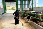 Gediz’de 12 milyon TL’lik büyükbaş besi işletmesi faaliyete geçti