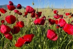 Gelincikler tarlaları kırmızıya boyadı