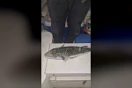 Gemlik Körfezi’nde benekli balon balığı şoku