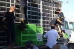 Gercüş’te 107 üreticiye yüzde 75 hibeli tavuk ve yem dağıtıldı