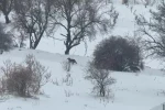 Gercüş’te aç kalan kurtlar, şehir merkezine indi
