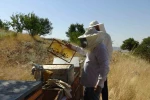 Gercüş’te bal hasadı heyecanı: Üreticinin yüzü gülüyor