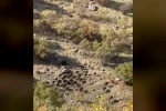 Gercüş’te domuz sürüleri görüntülendi