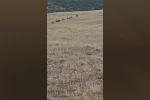Gercüş’te domuz sürüsü görüntülendi