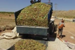 Gercüş’te fıstık hasadı başladı