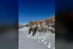 Gercüş’te orman ekibi doğadaki canlıları yalnız bırakmadı