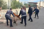 Germencik’te başıboş keçiler toplandı