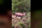 Geyiğin su keyfi fotokapanla görüntülendi