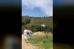 Giresun semalarındaki helikopter merak uyandırdı