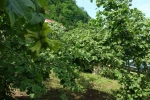 Giresun’da kahverengi kokarcaya karşı samuray arıları doğaya salındı