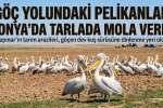 Göç yolundaki pelikanlar Konya'da tarlada mola verdi