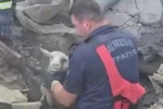 Göçük altında kalan 3 koyunu itfaiye kurtardı