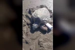 Gökçeada’da kıyıya vuran caretta caretta vatandaşların yardımıyla denizle buluştu