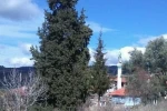 Göktepeliler, asırlık ağaca sahip çıkıyor