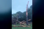 Golf sahasına düşen yıldırım ağacı parçalara ayırdı