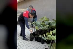 Gömeç’te incir üretimini artıracak adım, 499 sertifikalı fidan dağıtıldı