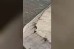Gri balıkçıl ile martı aynı karede av bekledi