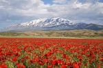 Gülistan Ovası gelinciklerle kırmızıya büründü