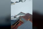 Gümüşhane yaylalarında ayı dehşeti devam ediyor