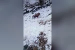 Gümüşhane’de kamyonet dere yatağına yuvarlandı: 5 yaralı