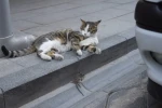 Gümüşhane’de kedi avladığı fareyle oynarken kameralara yakalandı