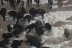 Hakkâri’de çatıdan düşen kar kütlesinin altında kalan öğrenci yaralandı