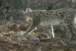 Hakkari’de vaşak görüntülendi