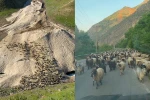 Hakkari’de yayla sezonu gecikmeli başladı