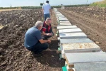 Halitpaşa’da arı ölümleri inceleme altında