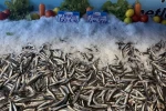 Hamsi fiyatı yüzleri güldürdü, kilosu 60 liraya düştü