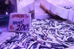 Hamsi tezgahlardaki tahtına yeniden oturdu