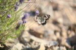 Harput’ta lavanta üzerindeki kelebeklerden görsel şölen
