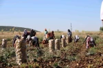 Hasadı başlayan patates fiyatıyla üreticilerin yüzünü güldürdü
