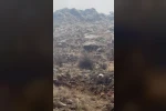 Hasankeyf’te örnek davranış: Sürücü durdu, dağ keçileri geçti
