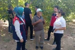 Hasat öncesi ceviz bahçelerinde inceleme yapıldı