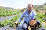 Hatay’da çilek hasadı başladı