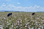Hatay’da pamuk ve soya ekili araziler kontrol edildi
