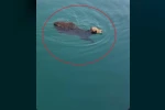 Hatay’da sevkiyat esnasından kaçan angusun yüzerek kaçtığı anlar kamerada