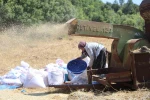 Hataylı çiftçilerin kavurucu sıcakta tozlu mesaisi sürüyor