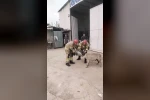 Hava filtresine sıkışan köpek kurtarıldı
