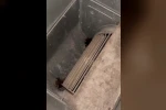 Havalandırma kazanına düşen 2 yavru kediyi öğretmen ve personel kurtardı