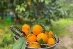 Havran Mandalinası’nda hasat vakti