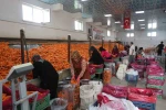 Havuç üretiminin yüzde 67’si Konya’dan