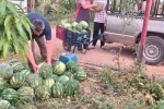 Hayırsever çiftçinin tarlası bu yıl öğrencilerin için hasat edildi