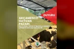 Hayvan pazarı 4 ay sonra yeniden hizmete açılacak