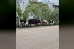 Hayvan pazarından kaçan büyükbaş havanlar gezintiye çıktı