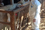 Hayvan sağlığı güvence altına alınıyor