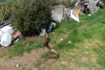 Hepsi zabıta ekiplerinin baskınında ortaya çıktı 